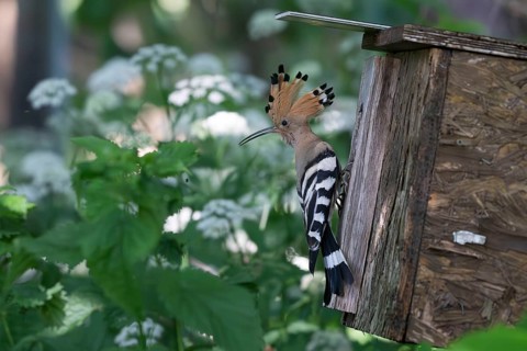 Hoopoe (Upupa epops) looking round the nesting box, breeding site, Upper Spreewald, Brandenburg,