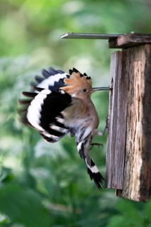 Hoopoe (Upupa epops) flies to the nesting box with food for the young birds, Upper Spreewald,