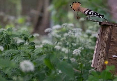 Hoopoe (Upupa epops) with mole cricket on the roof of the nesting box, Upper Spreewald,