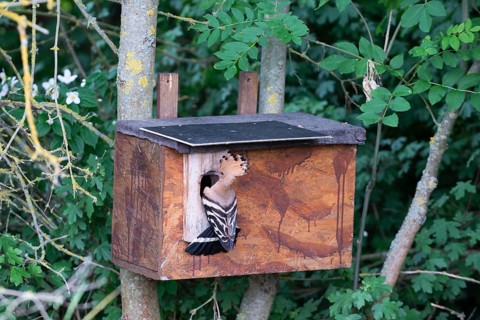 Hoopoe (Upupa epops) about to hatch in the nesting box, Oberspreewald, Brandenburg, Germany