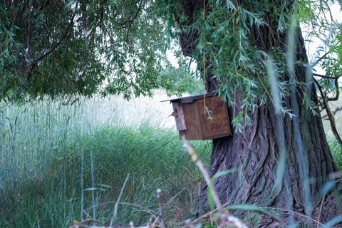 Hoopoe (Upupa epops) young bird looking out of the nesting box on the trunk of the weeping willow