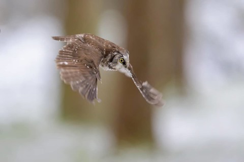 Great horned owl (Aegolius funereus), in flight in a snowy landscape, biosphere reserve, Swabian