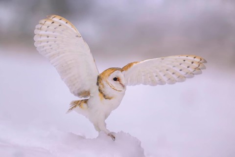 Barn owl (Tyto alba), landing on a small mound of snow in a winter landscape, biosphere reserve,