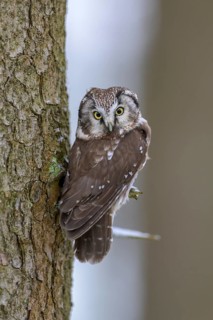 Great horned owl (Aegolius funereus), sitting close to a spruce trunk in winter, biosphere reserve,