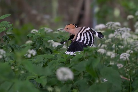 Hoopoe (Upupa epops) approaching the breeding site, Oberspreewald, Brandenburg, Germany