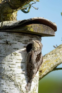 Eurasian wryneck (Jynx torquilla) Germany