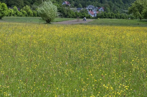 Spring meadow with buttercups (Ranunculus) in Franconian Switzerland, Egloffstein, Upper Franconia,