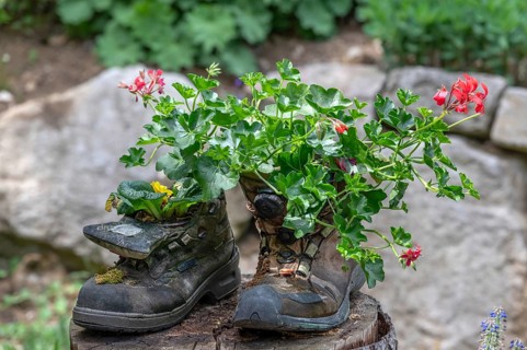 Flowers in worn mountain boots, Bavaria, Germany