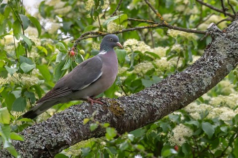 Wood pigeon on a branch in a cherry tree (Columba palumbus), Bavaria, Germany