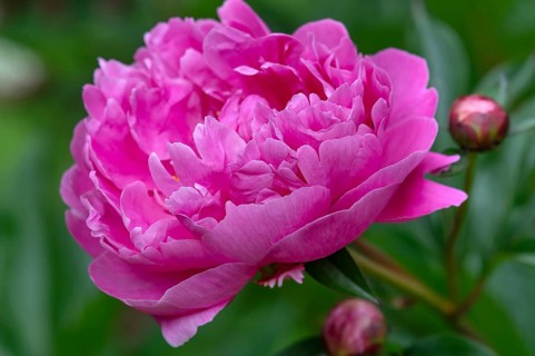 Blooming parrot tulips (Paeonia) in the garden, Bavaria, Germany