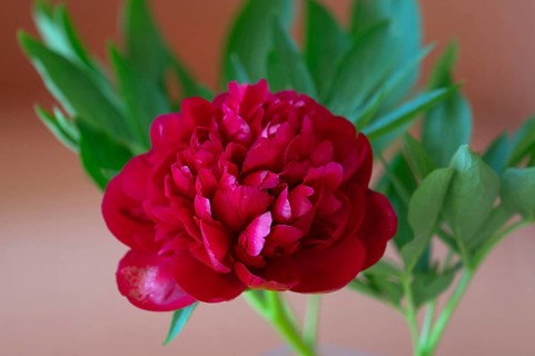 Red peony flower (Paeonia), Bavaria, Germany