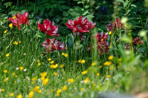 Flowering parrot tulips (Tulipa ×gesneriana Parrot Group) in the garden, Bavaria, Germany