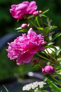 Red peony blossoms (Paeonia), Bavaria, Germany