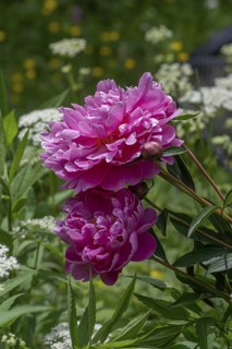 Red peony blossoms (Paeonia) in the garden, Bavaria, Germany