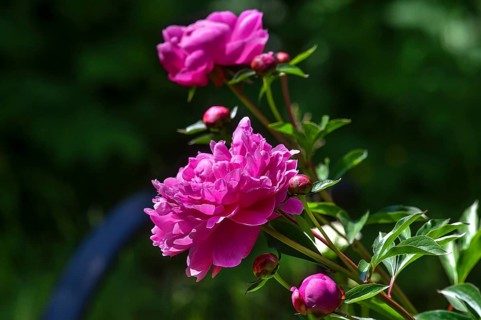 Red peony blossoms (Paeonia), Bavaria, Germany