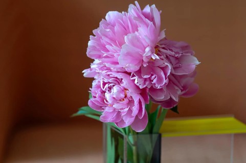 Peony blossoms (Paeonia), Bavaria, Germany
