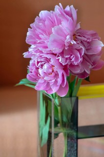 Peony blossoms (Paeonia), Bavaria, Germany