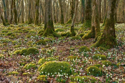 Mossy forest soil with spring knotweed or marsh fritillary (Leucojum vernum), in a quiet forest,
