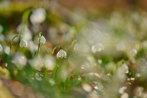 Blurred close-up of spring knotweed or marchflower (Leucojum vernum), with soft colours, Sodenberg,
