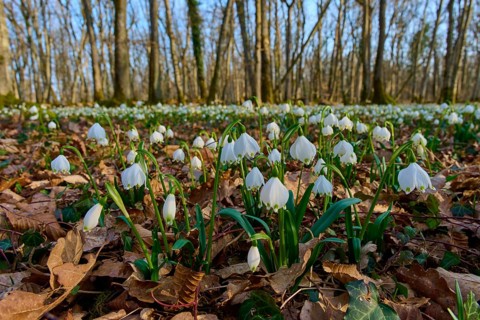 Spring knotflowers, or spring snowflakes (Leucojum vernum), sprout from the leaves on the forest