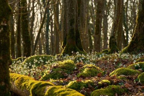 Peaceful forest floor with moss and spring knotweed or spring snowflake (Leucojum vernum), in the
