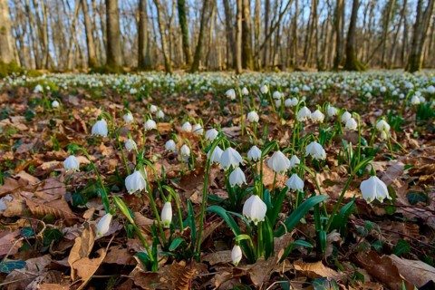 Spring knotweed or spring snowflake (Leucojum vernum), on brown forest soil. The beginning of