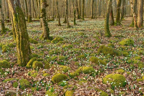 Spring knotweed or marsh fritillary (Leucojum vernum), competing with moss mounds under bare trees,