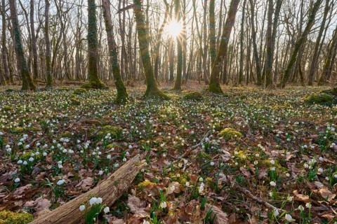 An idyllic spring forest with blooming spring knotweed or marsh fritillary (Leucojum vernum), soft