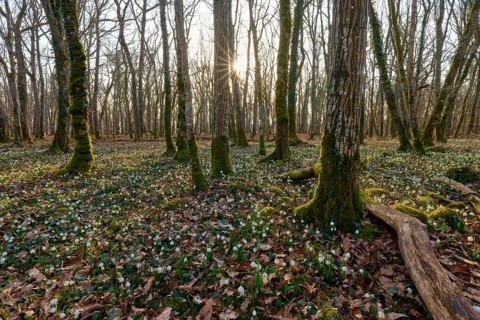A sun-drenched forest with moss and spring knotweed (Leucojum vernum), in the foreground,