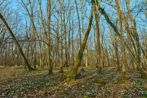 A dense forest full of spring knotweed or marigold (Leucojum vernum), under a blue sky, Sodenberg,