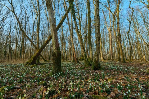 View of a forest with spring snowflakes (Leucojum vernum) and blue sky, Sodenberg, Hammelburg,