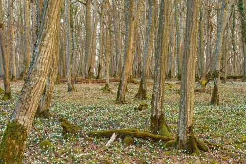 Forest scene with spring knotweed or marsh fritillary (Leucojum vernum), and tree-rich soil in