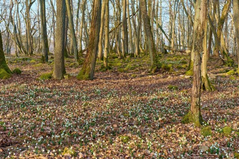 An expansive forest with strips of spring knotweed (Leucojum vernum) and a tranquil atmosphere,