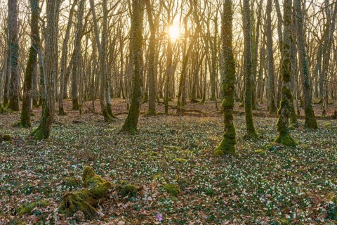 A forest at sunrise with spring snowflakes or spring snowflakes (Leucojum vernum), and golden