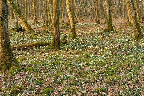 Dense forest in spring, lined with spring knotweed (Leucojum vernum) and moss, Sodenberg,