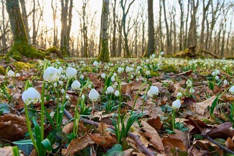 Spring knot blossom or marsh fritillary (Leucojum vernum), sprouting between autumn leaves in the