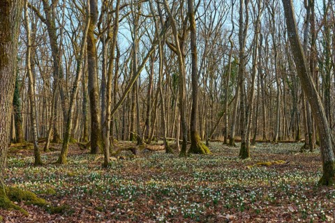 A quiet forest with fine carpets of flowers underneath, in the sign of spring change, Sodenberg,