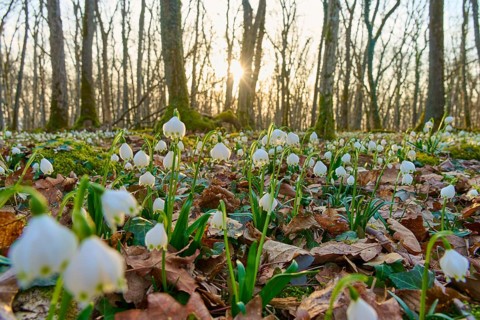 Close-up of spring knotweed (Leucojum vernum), in the forest at sunrise, Sodenberg, Hammelburg,