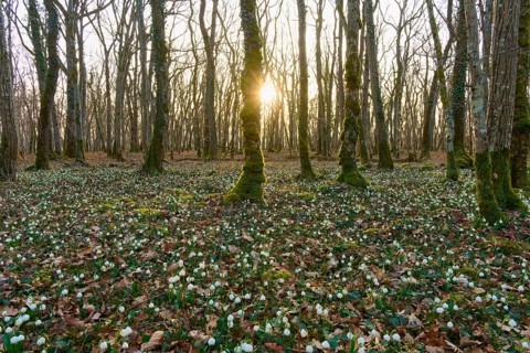 Spring forest with blooming spring snowflakes (Leucojum vernum), sunlight and moss-covered trees,