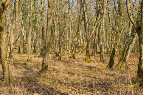 Dense forest with a variety of light effects and a calming atmosphere, Sodenberg, Hammelburg, Rhön,