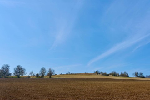 Wide fields and rows of trees under a clear blue sky convey tranquillity, Sodenberg Gans,