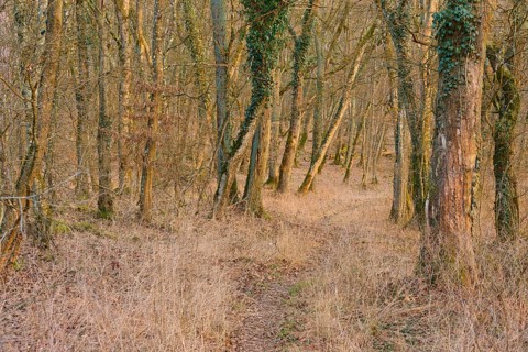 Path through a quiet forest in the warm twilight, Sodenberg, Hammelburg, Rhön, Bavaria, Germany