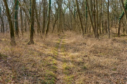 A narrow path leads through a wintery, quiet forest, Sodenberg, Hammelburg, Rhön, Bavaria, Germany