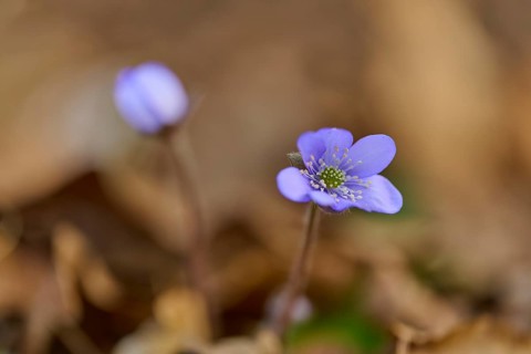 Close-up of liverwort (Hepatica nobilis), with blurred background. Early spring, Sodenberg,