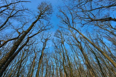Tall bare trees rise up against the deep blue spring sky, Sodenberg, Hammelburg, Rhön, Bavaria,