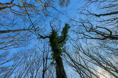 A natural view upwards through a network of branches into the blue sky, Sodenberg, Hammelburg,