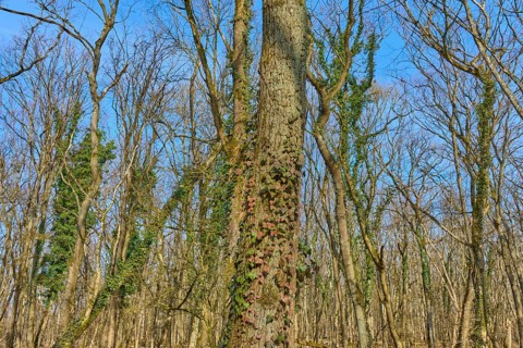 A tree trunk overgrown with ivy in front of a clear blue sky, Sodenberg, Hammelburg, Rhön, Bavaria,
