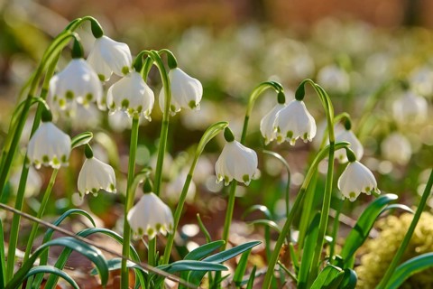 Detailed close-up of spring snowflakes (Leucojum vernum), with green leaves, Sodenberg, Hammelburg,