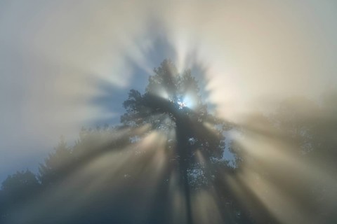Mystical rays of light break through the fog and gently illuminate the branches of a tree,