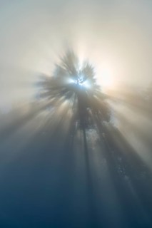 Gentle rays of light break through the fog and illuminate a tree in nature, Mönchberg, Miltenberg,